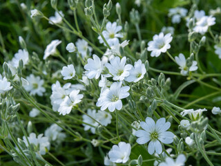 Closeup of the Snow-in-Summer,
Cerastium biebersteinii flower. Plants with grey-green foliage and white flowers. Ornamental plant the boreal chickweed