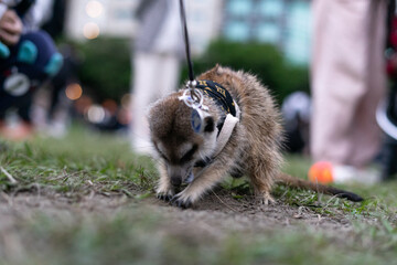 A curious meerkat is captured standing upright on a lush green lawn, showcasing its alert and watchful nature. With its slender body, light brown fur, and dark eye markings