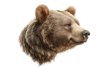 PNG Realistic grizzly bear head illustration on white background