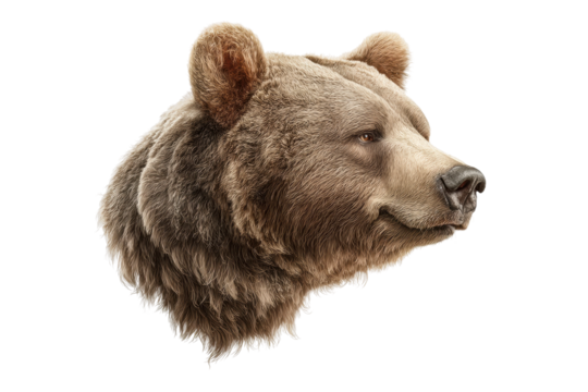 PNG Realistic grizzly bear head illustration on white background