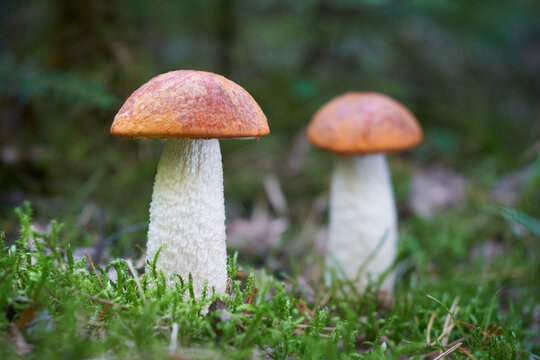 Leccinum albostipitatum