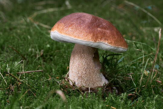 Boletus edulis