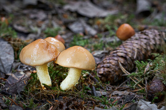 Suillus granulatus