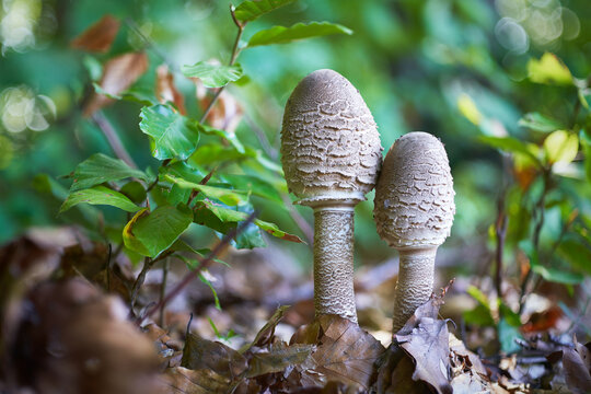 Macrolepiota procera - edible mushroom