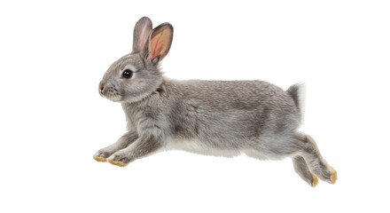Isolated Running Rabbit