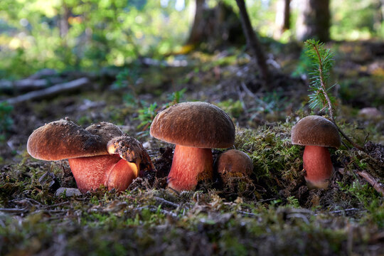 Sutorius luridiformis