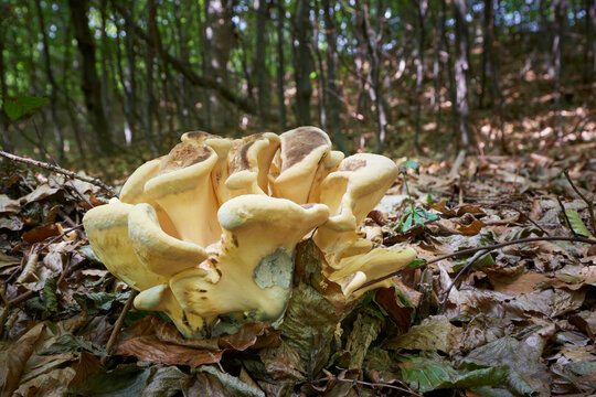 Meripilus giganteus