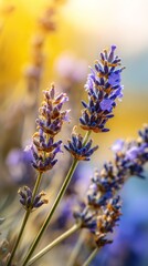 Purple Lavender Flowers in Golden Sunlight Macro
