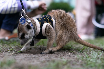A curious meerkat is captured standing upright on a lush green lawn, showcasing its alert and watchful nature. With its slender body, light brown fur, and dark eye markings