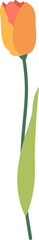 Tulip Flower Illustration