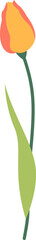 Tulip Flower Illustration