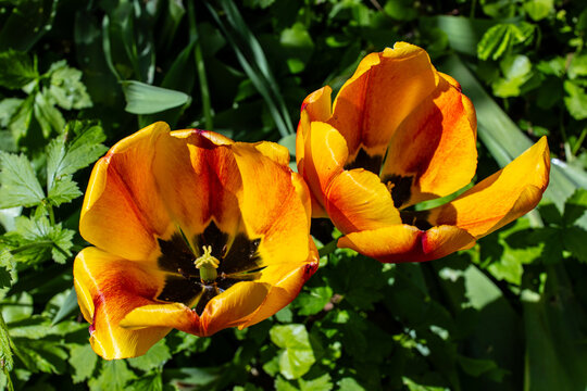 yellow and red tulips