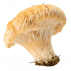A lion s mane mushroom isolated on a transparent background
