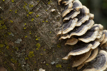 Shelf mushrooms on tree trunk