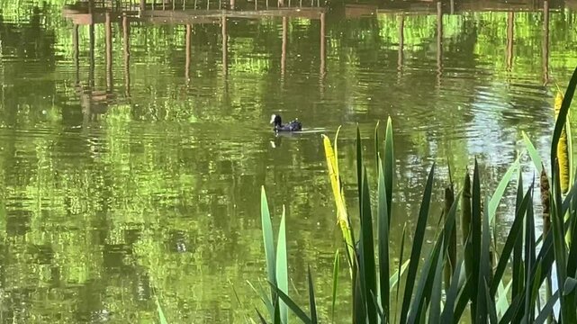 Wild duck swimming peacefully on calm water, natural wildlife scene.