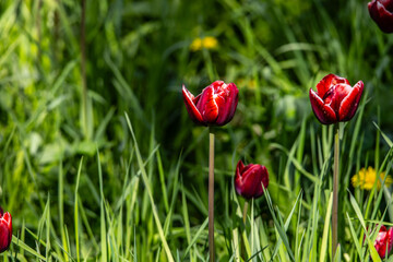 Obraz premium Burgundy tulips with white petal edges in the grass