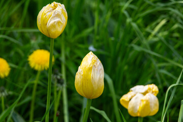 yellow tulips on green background