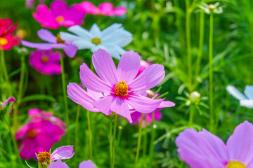 Beautiful pink cosmos flowers blooming in garden,spring season.