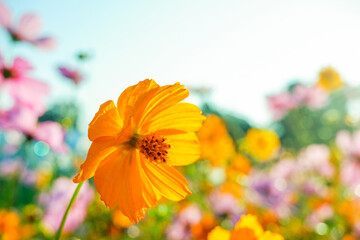 Pink and Yellow cosmos flowers blooming in garden,wild pink cosmos flowers in spring day,autumn season,view of the various cosmos flowers,Selective focus.