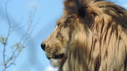 Lion le Roi