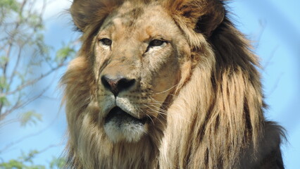 Lion le Roi