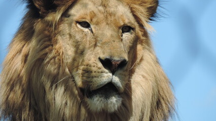 Lion le Roi