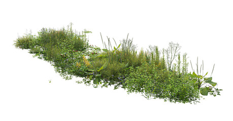 Genista Hispanica,lavender flowers isolated on white	
