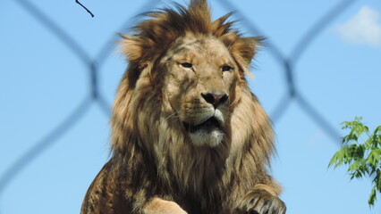 Lion le Roi