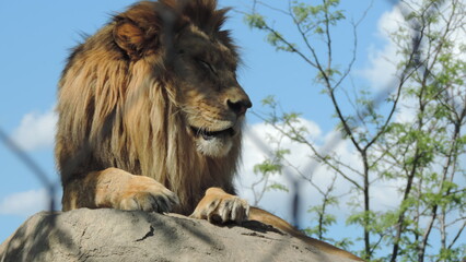 Lion le Roi