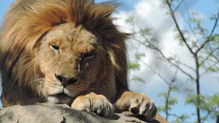 Lion le Roi