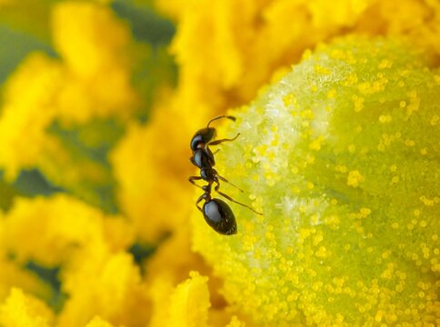 flor amarilla con avispa abeja