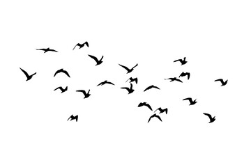 png herd of birds fly on clear backgroung