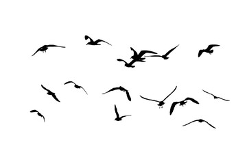 png herd of birds fly on clear backgroung