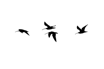 png herd of birds fly on clear backgroung