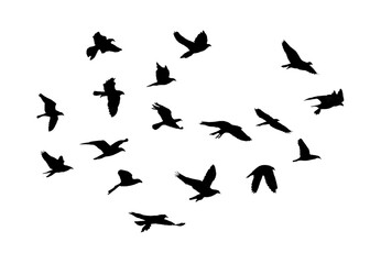 png herd of birds fly on clear backgroung