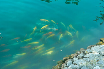 Colorful Japan Koi fish swimming in a water garden,Koi Fish swim in pond,fancy carp fish in fresh water on a blue background.