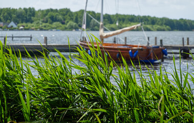 Reeds swaying in the foreground with a moored sailboat and a wooden pier on steinhuder meer in...