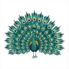 Peacock Vector 