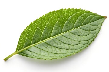 Obraz premium green tea leaf isolated on white