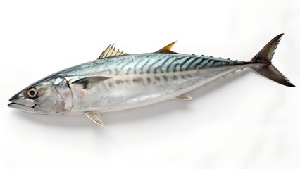 Fototapeta premium King Mackerel Isolated on White Background