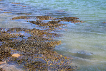 de belles algues au fil de l eau