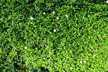 Lush Green Hedge with Delicate White Flowers in Bright Natural Lighting