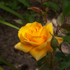 Rose aux pétales jaunes