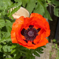 Au cœur d'une fleur de pavot