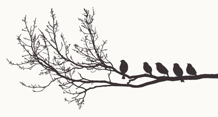 Sparrows birds flock on tree branch in spring, silhouettes, vector illustration