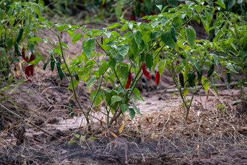 Pepper plant for paprika production. Salta Province, Argentina.