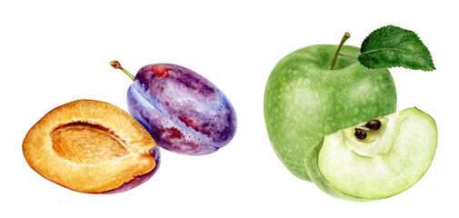 Watercolor Green Apple and Plum Illustration, Fresh Fruit Set