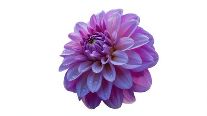 Obraz premium Radiant Purple Dahlia Blooming Brightly in Morning Light Beauty