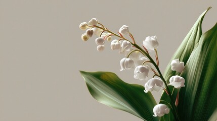 Obraz premium Lily of the Valley sprig elegantly placed with minimalist background
