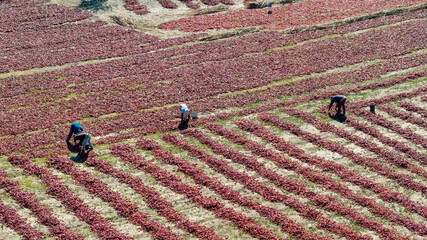 Sorting and cleaning red bell peppers drying in the sun in Cachi, Salta, Argentina